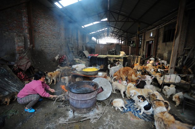 rescued-dogs-yulin-dog-meat-festival-china-11