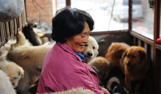 rescued-dogs-yulin-dog-meat-festival-china-17