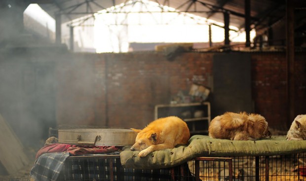 rescued-dogs-yulin-dog-meat-festival-china-18