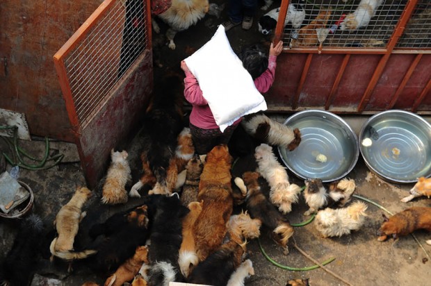 rescued-dogs-yulin-dog-meat-festival-china-7