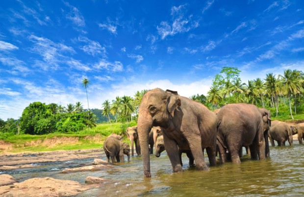 sri-lanka-elephants