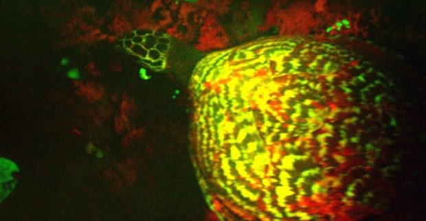 bioflourescent-turtle