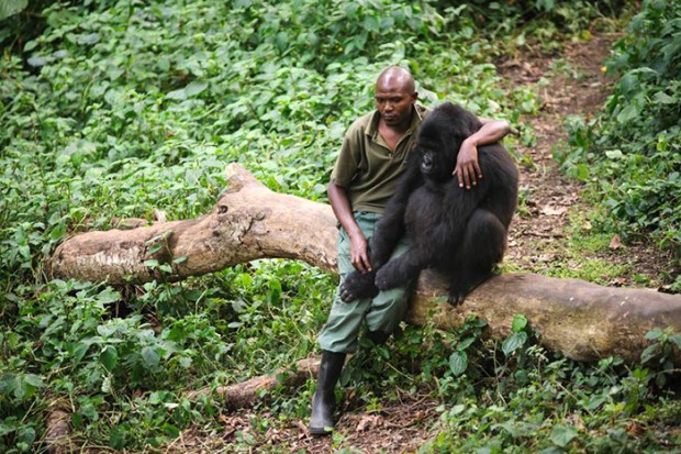 caretaker-comforting-gorilla-lost-mother