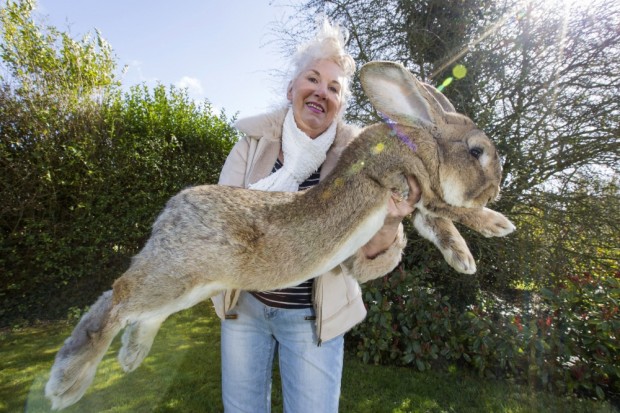3453360-1000-14464587520_CATERS_JEFF_THE_GIANT_RABBIT_16