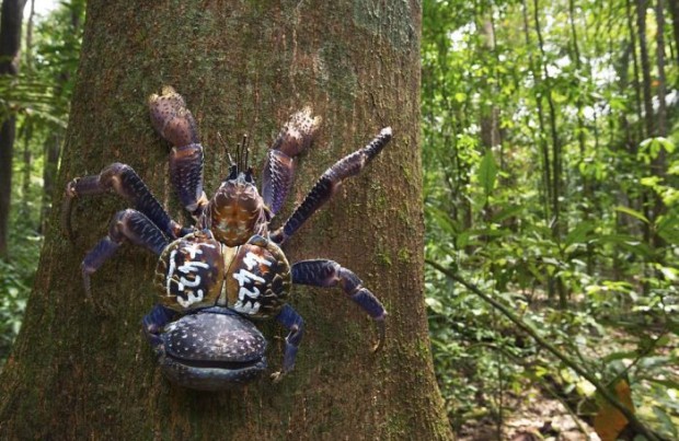 giant_coconut_crab_02