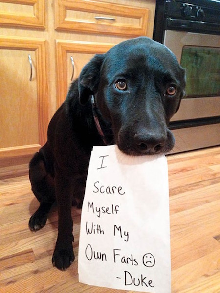 guilty-dog-shaming-fart-500x666