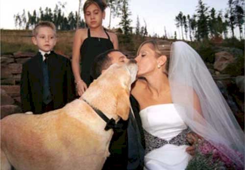 10.chien bisous mariée