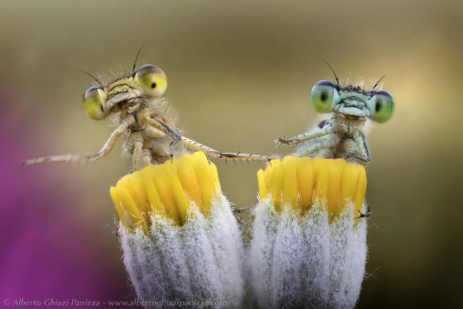 © Alberto Ghizzi Panizza 