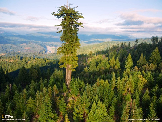 Το δέντρο που ξεχωρίζει είναι ο Υπερίων. Φωτο: National Geographic 